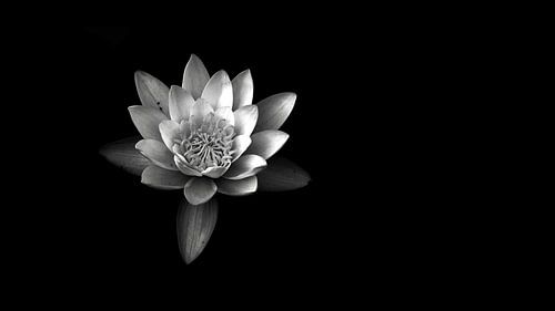 B&W Water lily