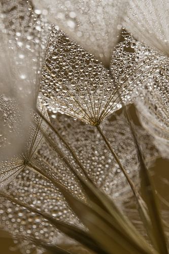 De warme bruine kleuren van een Tragopogon