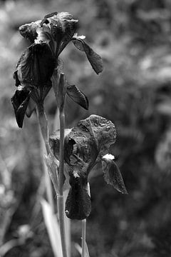 Iris in zwart-wit van Steffi Hommel