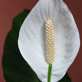Fleur de la plante cuillère sur Robin Witteman