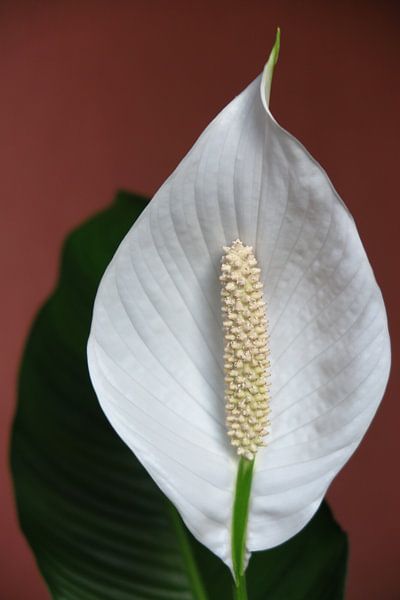 Blüte der Löffelpflanze von Robin Witteman