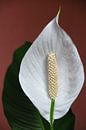 Fleur de la plante cuillère sur Robin Witteman Aperçu
