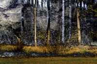 Forêt de conte de fées