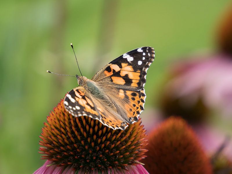 Painted thistle butterfly on coneflower by Katrin May