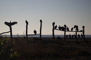 Groep van zwarte gieren | Wildlife | La Ventanilla | Mexico van Kimberley Helmendag