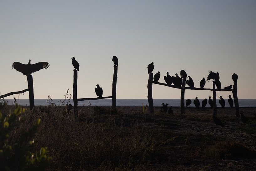 Group of Black Vultures | Wildlife | La Ventanilla | Mexico by Kimberley Helmendag