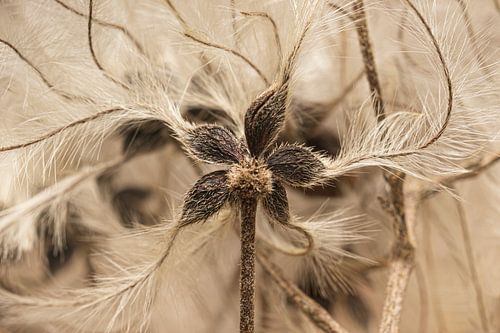 Botanische Wanddekoration in sanften Brauntönen von Marjolijn van den Berg