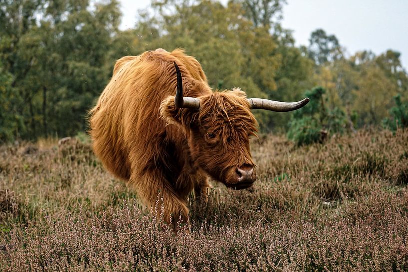 Schottischer Highlander von bryan van willigen