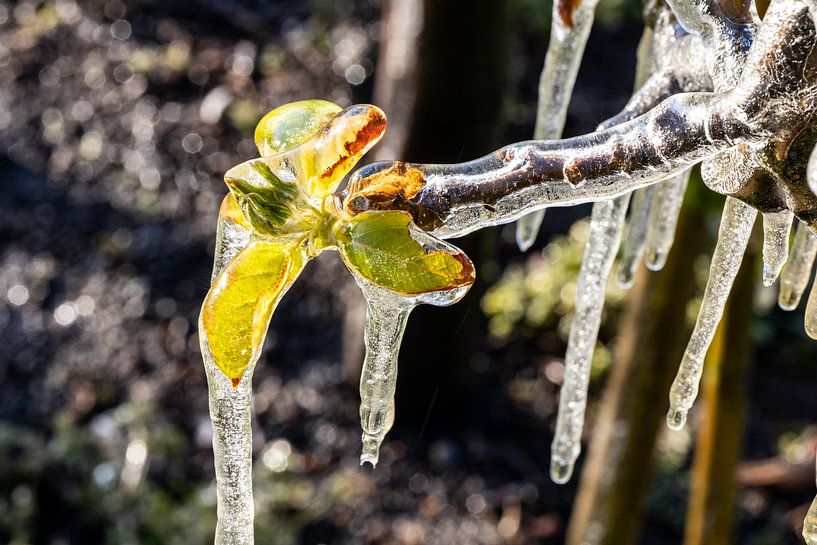 Fleur dans la glace par Marco Linssen