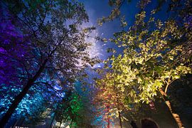 Trees and Fireworks 2