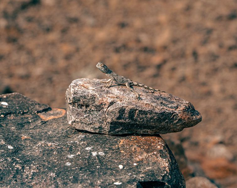 Lizard on the hot stone in Namibia, Africa by Patrick Groß