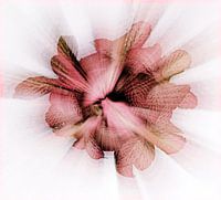 Zoomblur of a houseplant with pink leaves