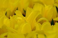 Gele pracht von Joke Beers-Blom Miniaturansicht