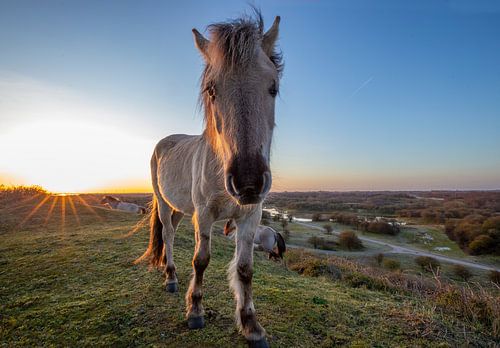 Konik au sommet d'une dune au lever du soleil sur Marcel Klootwijk