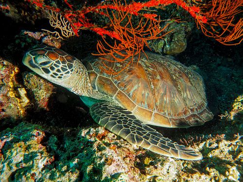 Schildkröte im Riff von Rob van Ginkel