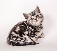 British shorthair kitten