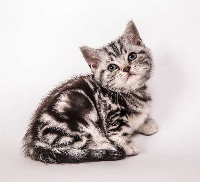 inkomen tijdelijk leven Britse korthaar kitten van Sonia Alhambra Mosquera op canvas, behang en meer