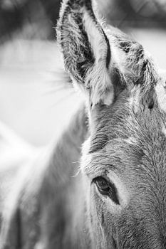 Esel Auge und Ohr in Schwarz-Weiß-Porträt