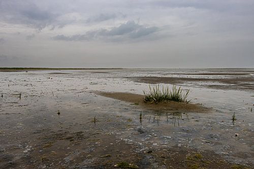 Groene strand Ameland
