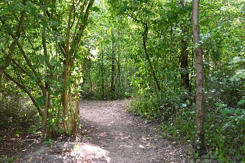 Photo of sunlit trees and leaves in the Haarlemmermeer forest (Hoofddorp).