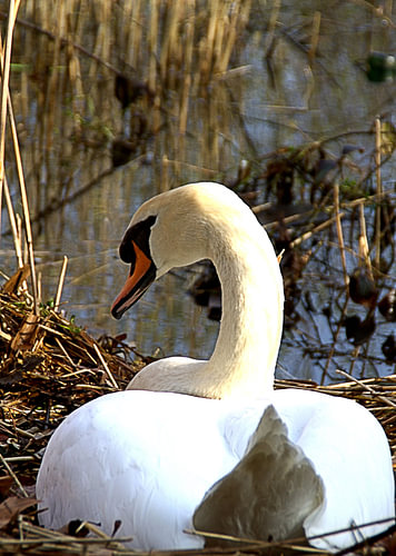 Zwaan
