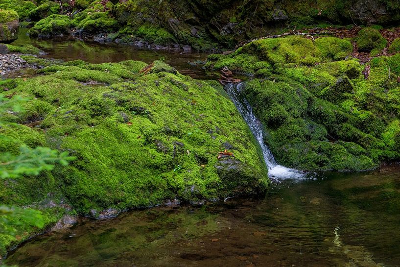 Stream in Nova Scotia/Canada by Hans-Heinrich Runge