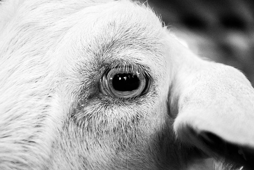 A goat eye by Pix-Art By Naomi.k