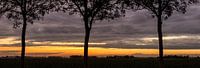 Reihe der Bäume in einem Sonnenuntergang von Sjoerd van der Wal Fotografie Miniaturansicht