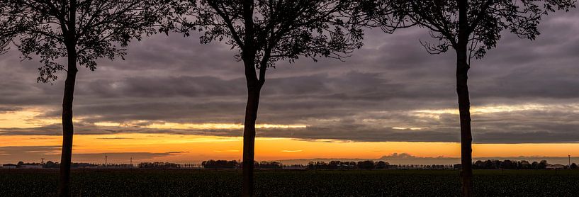 Reihe der Bäume in einem Sonnenuntergang von Sjoerd van der Wal Fotografie