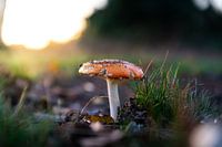 Planten Avondzon Natuurgebied Maashorst Uden Macrofotografie