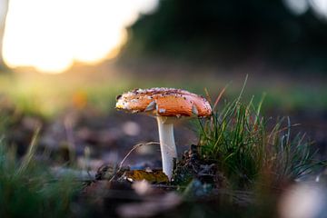 Pflanzen Abendsonne Naturschutzgebiet Maashorst Uden Makrofotografie von Marc van den Elzen