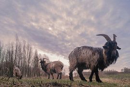 Goats in Groningen's Neighbourhood: An Atmospheric Moment during a Bike Ride by Elianne van Turennout