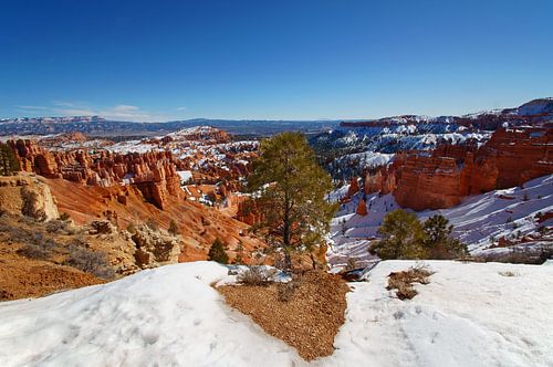 Boom in Bryce Canyon National Park, Utah, Verenigde Staten