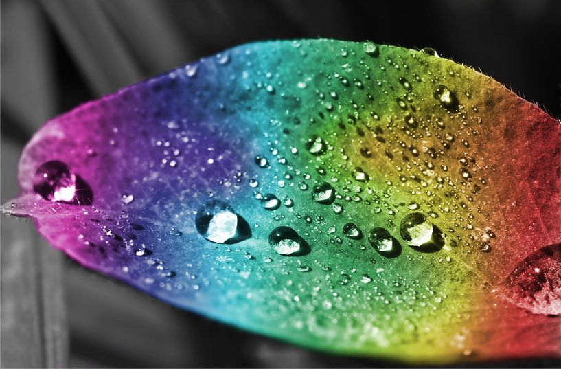 Colorful leaf by Bo Valentino