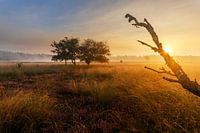 Serengeti van het Zuiden