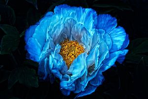 Blue for you