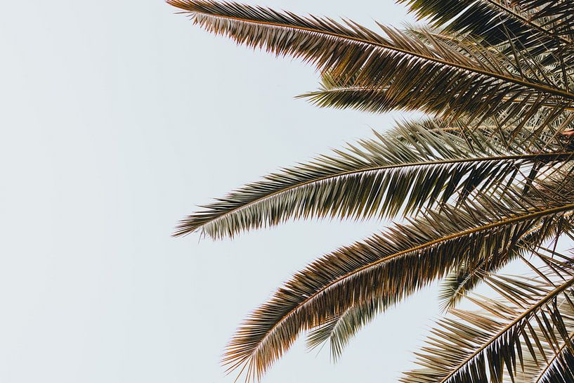 Sunny days by Elise van Gils