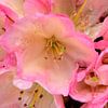 Een roze bloem van een rododendron van Gerard de Zwaan