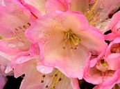 A pink flower of a rhododendron by Gerard de Zwaan thumbnail