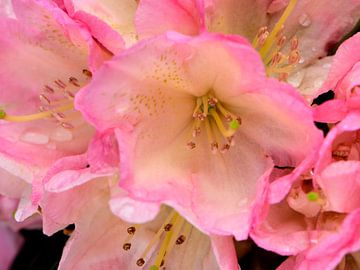 A pink flower of a rhododendron