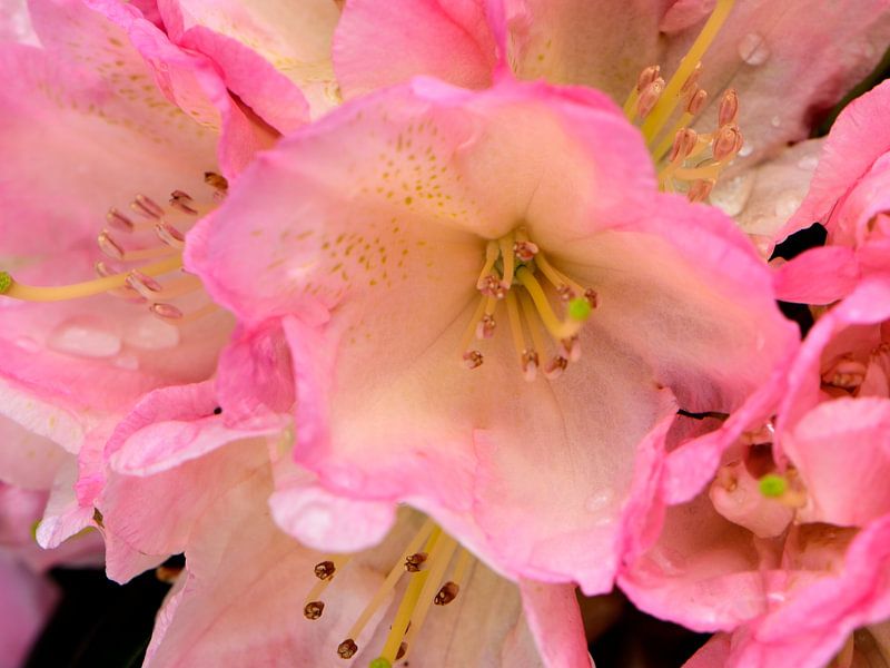 A pink flower of a rhododendron by Gerard de Zwaan