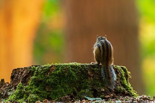 Sibirisches Erdhörnchen auf der Suche von Mark Dankers
