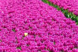 Gele tulp tussen roze tulpen van Wijnand Medendorp