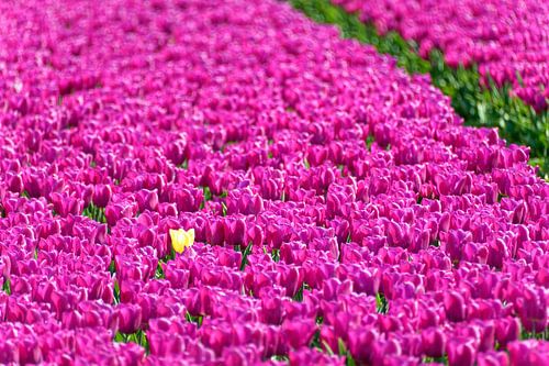 Gele tulp tussen roze tulpen
