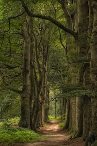 In the summer forest