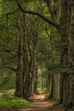 In the summer forest
