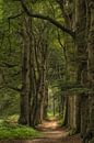 In the summer forest by Moetwil en van Dijk - Fotografie thumbnail