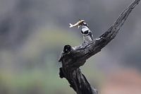 Eisvogel mit Fisch