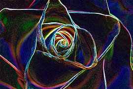 Roos in de nacht van Jolanta Mayerberg