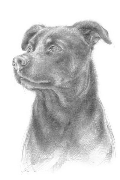 Proud male dog looks into the distance by Adriana Müller